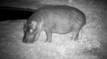 Hippo-mowing-the-lawn