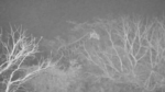 Giraffe-Djuma