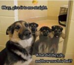 HowMuchIsBail