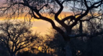 djuma-tree