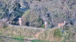 3-Nyala-Does