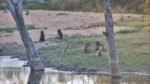 Baboon-Troop
