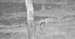 bushbuck