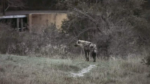 Hyena-3