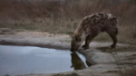 Hyena-2