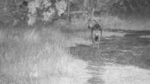 Hyena-rear-view