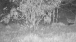 Waterbucks-2