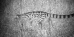 genet