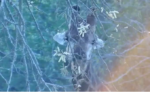 leaf-snacking