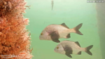Screenshot-27526