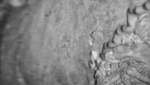 Djuma-snake-1