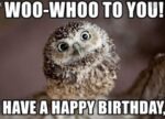 Owl-a