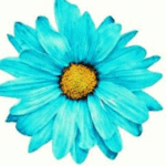 donna_illinois