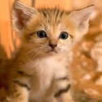 Pursja
