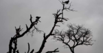 Djuma-tree-1