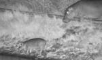 baby-hippo