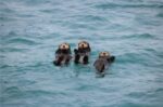 Otter-Shenanigans
