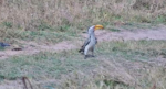 yellow-bill