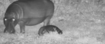 sleepy-baby-hippo