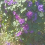 morning-glories