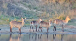 waterbucks-September