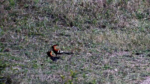 Zrzut-ekranu-63449