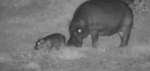 baby-hippo-1