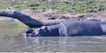 naps-for-hippos