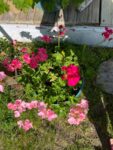 glads