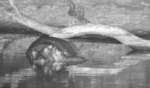 Baby-Hippo-2