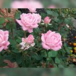 redroses