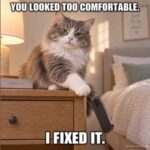 cat-comfort