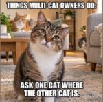cat-multi