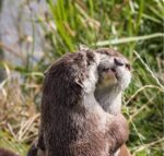Otter-SteveBrad-1