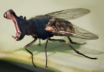 hippo-fly