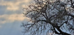 djuma-tree-2