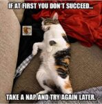 cat-nap