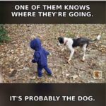 dog-going