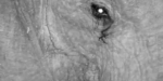 eyelashes