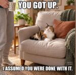 cat-seat