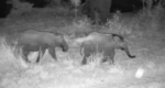 baby-ellies