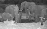 Ellie-Herd