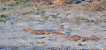 croc-and-dove