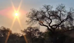 sun-tree