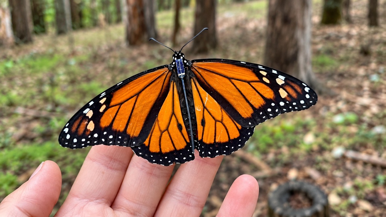 Monarch butterfly wearing a BlūMorpho tracking tag at Moran Lake County Park
