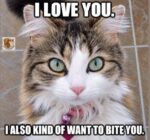 cat-love