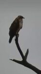 Wahlbergs-Eagle