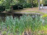 grasses