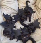 Halloween-KittyBats