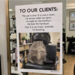 cat-salon